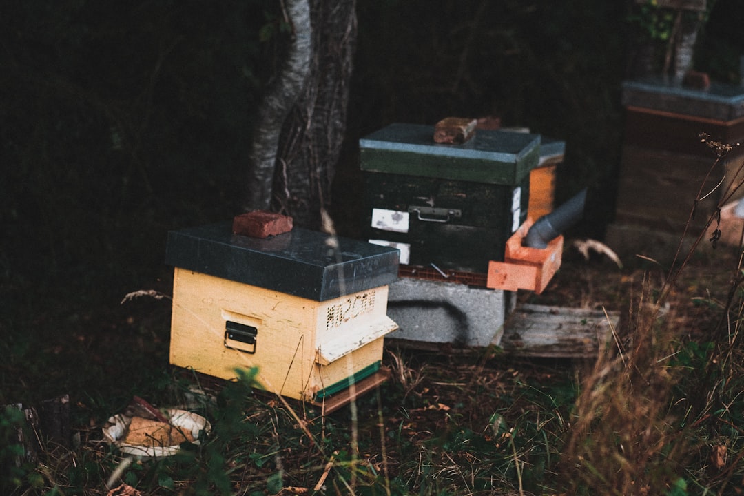 Rows of small wooden beehive boxes sitting in a green field on a sunny day