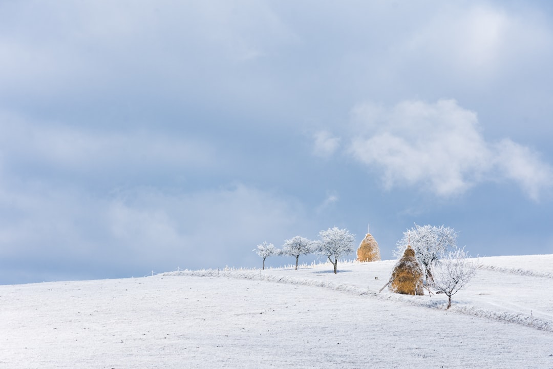 How to Winter Bees in Cold Climates: A Northern Beekeeper's Guide