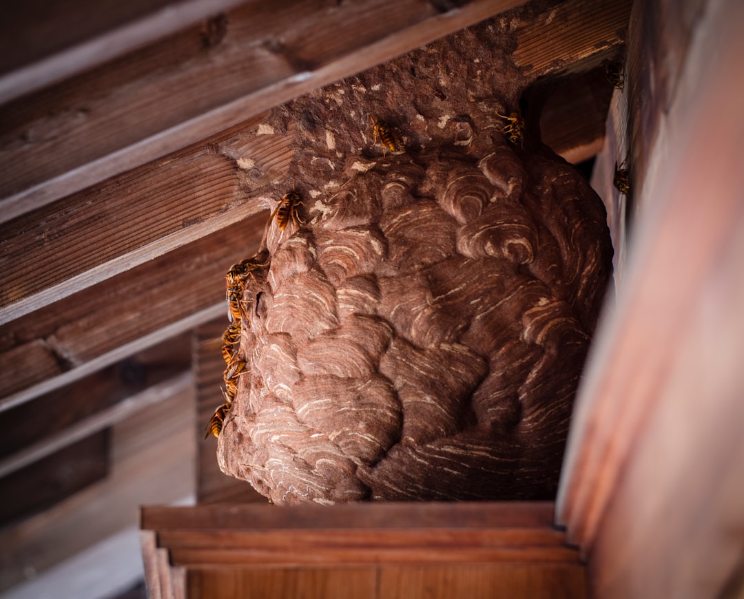 Best Hive Insulation for Cold Winters: Materials, Methods, and What Actually Works