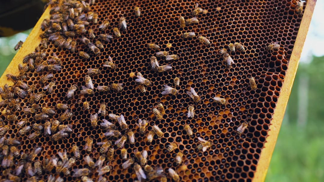 What Do Bees Eat in Winter? Feeding, Stores, and Survival in Cold Climates
