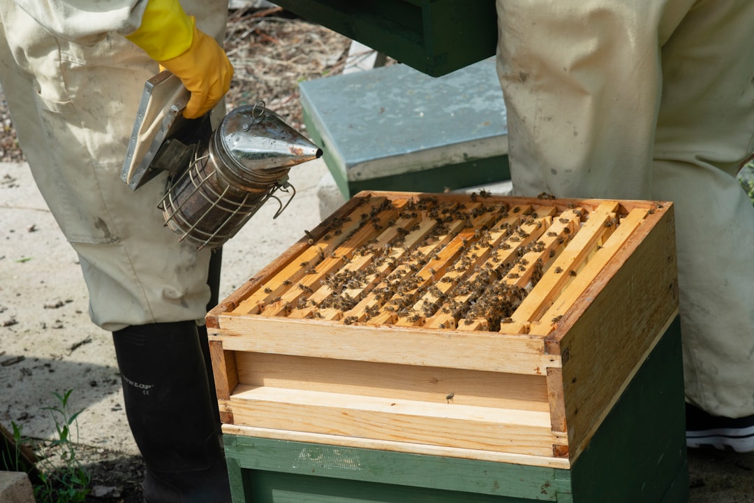 How to Split a Hive for the First Time: A Beginner's Walk-Through