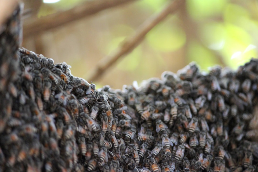 Single Hive Wrap vs Full Wrap: Pros, Cons, and When to Use Each