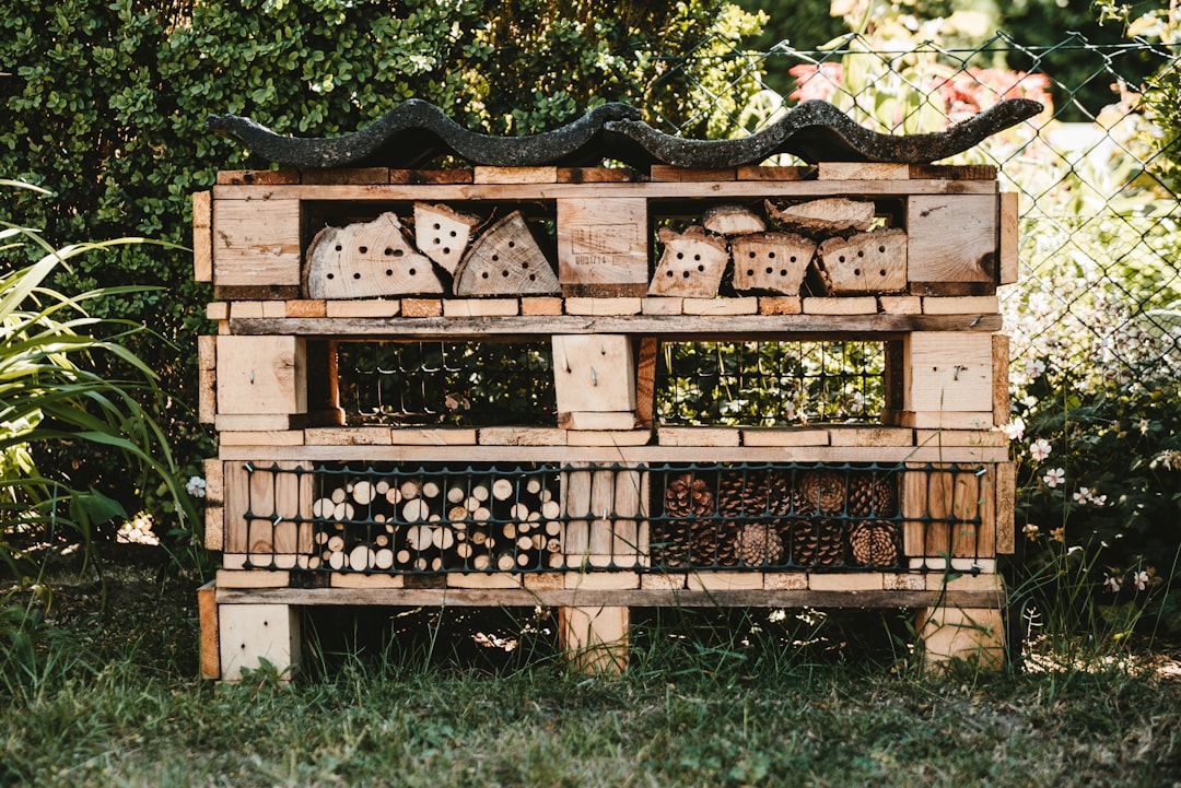 Top Bar Hive vs Langstroth: Which Is Better for Beginners?