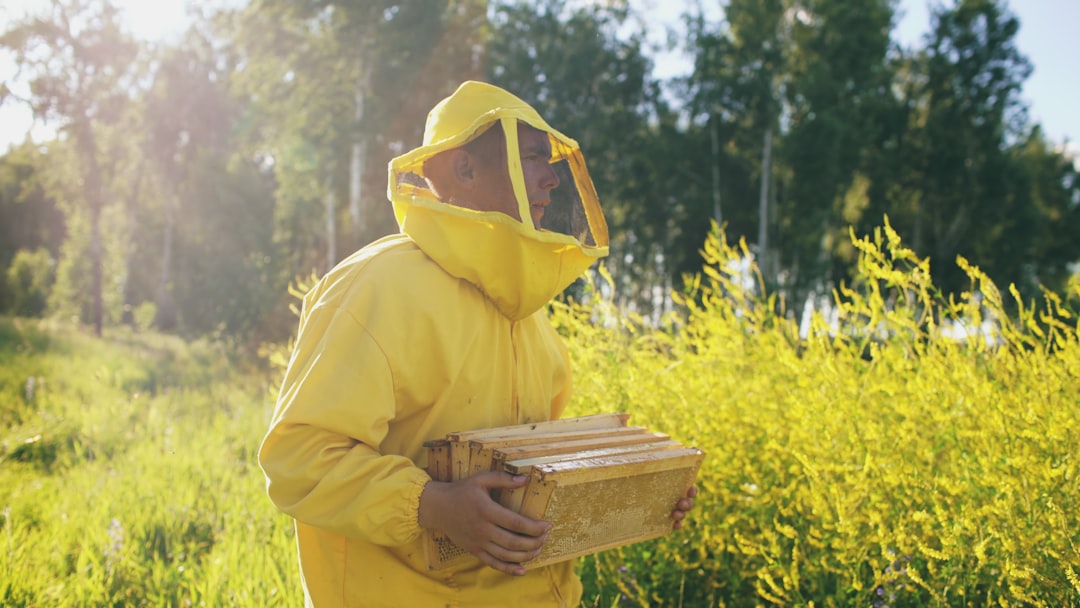 A beekeeper in protective gear carrying honeycomb frames during harvest