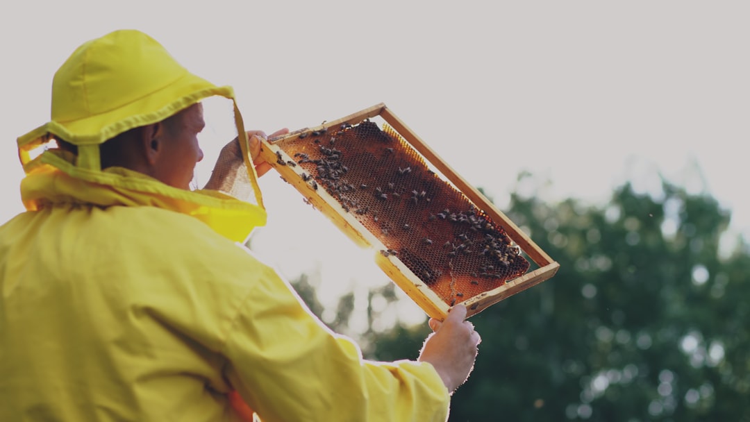 Beekeeper inspecting honeycomb frame from a hive