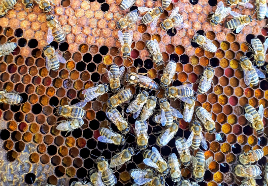 A queen bee surrounded by worker bees on a honeycomb frame, her larger body and long abdomen clearly visible