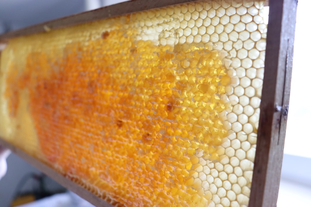 A beekeeper in protective gear closely inspecting a honeycomb brood frame outdoors