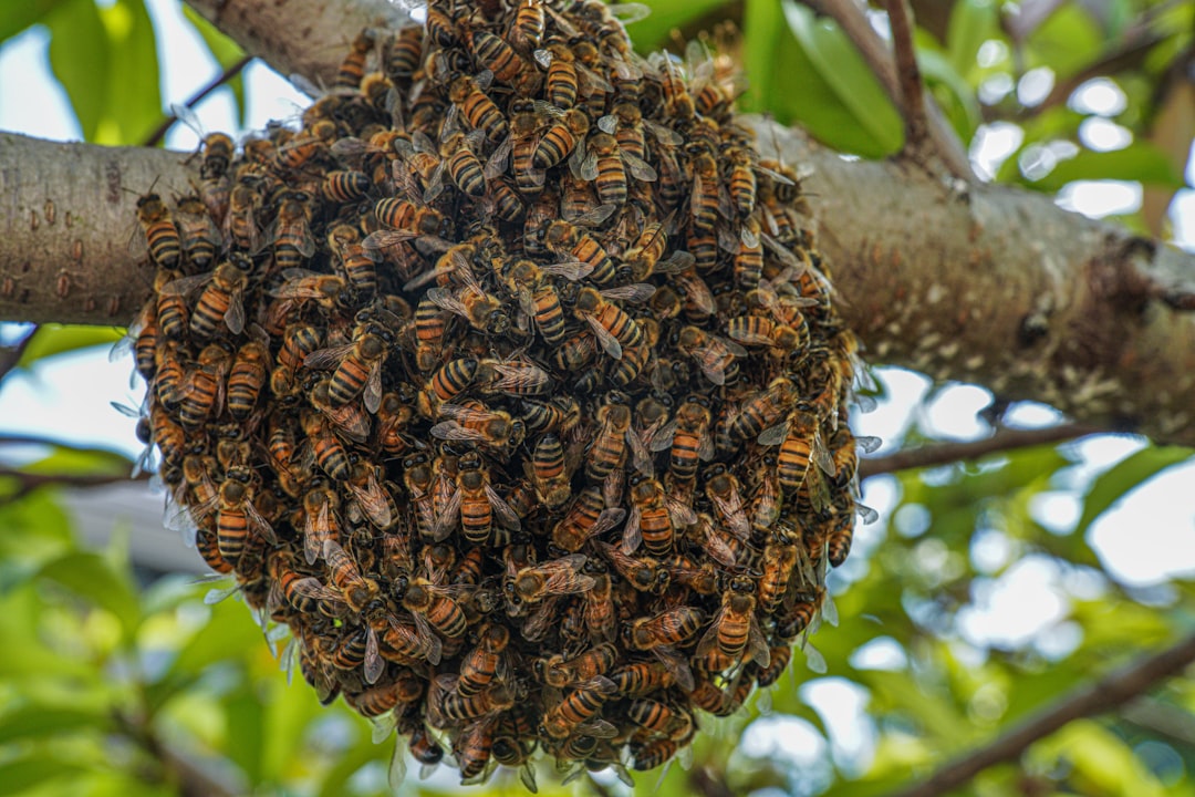A dense cluster of honeybees gathered on a peach tree branch - a classic swarm cluster