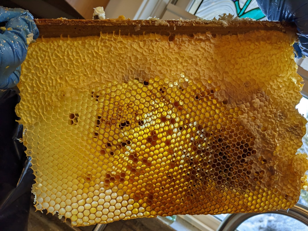 Honeybee hive frame with capped honey, pollen, and capped brood cells