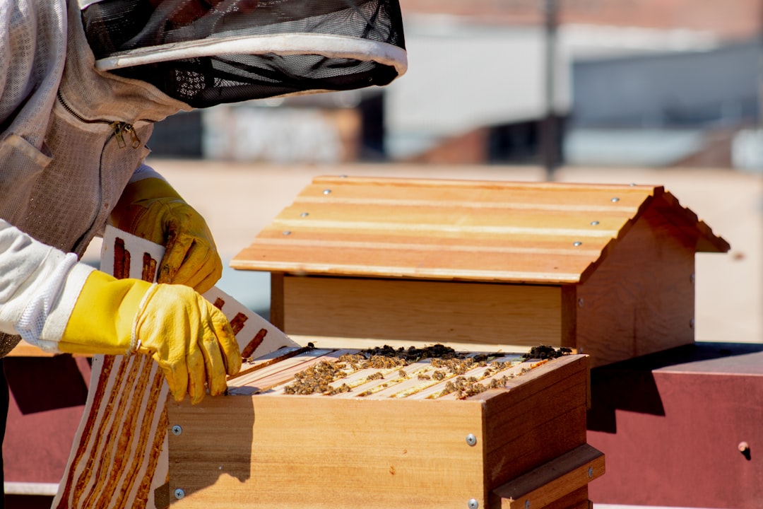 Beekeeper inspecting frames on an active beehive in the field