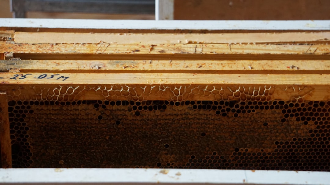 Close-up view of honeybees clustered on frames inside a beehive