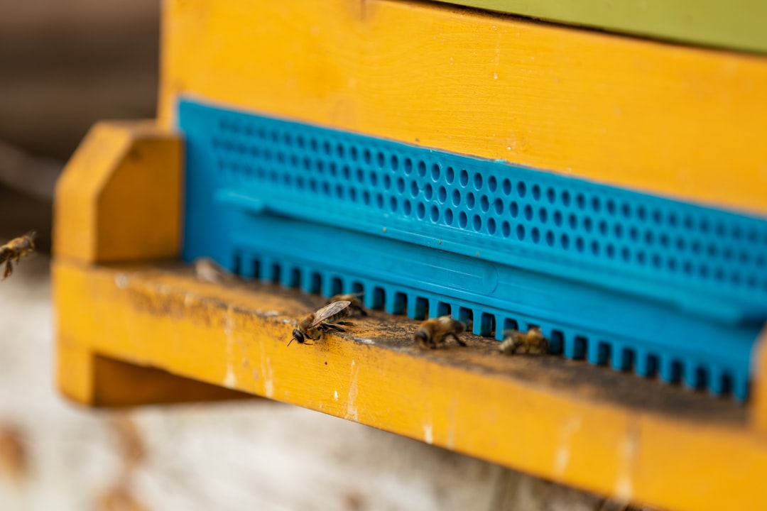 Bees clustered on the yellow mesh surface of a beehive bottom board