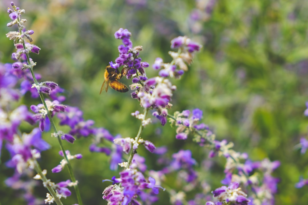 A bee sitting on a purple wildflower in a pollinator garden