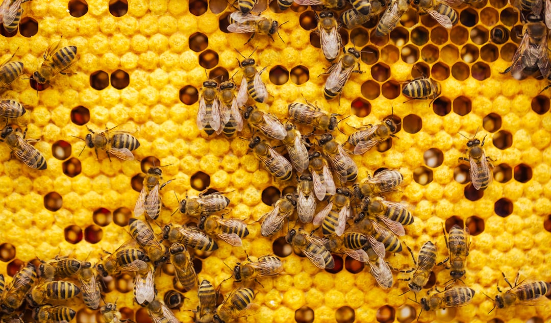 How to split a hive to prevent swarming hero image