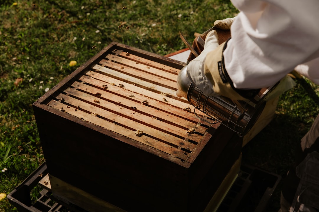 Propolis: what it is and how to collect it