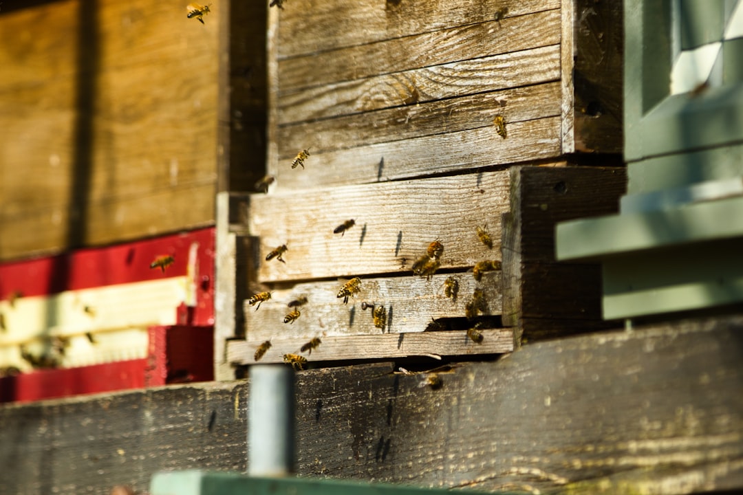 Bee nuc installation mistakes that cause absconding or queen loss hero image