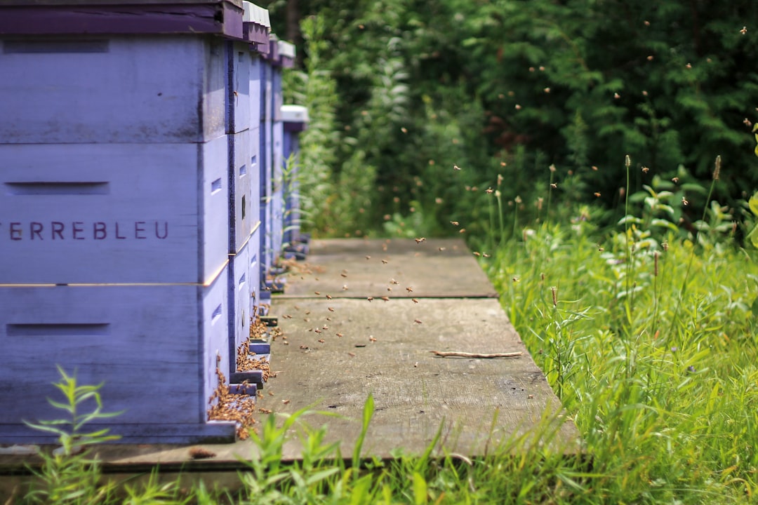 Where to buy bee nucs in the US: state-by-state sourcing guide for new beekeepers hero image